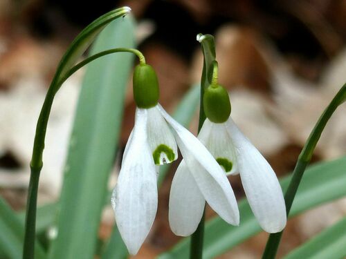 Common snowdrop