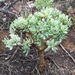 Traap Babooncabbage - Photo (c) Campbell Fleming, some rights reserved (CC BY-NC), uploaded by Campbell Fleming