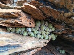 Conophytum ficiforme