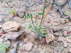 Albuca spiralis