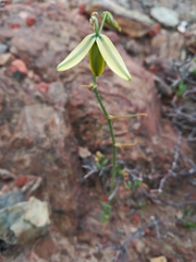 Albuca spiralis
