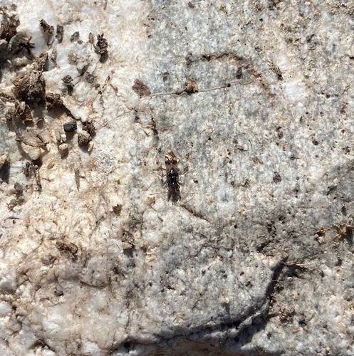 iNaturalist observation photo of True Bugs, Hoppers, Aphids, and allies