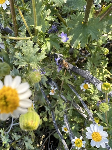 iNaturalist observation photo of Western Honey Bee