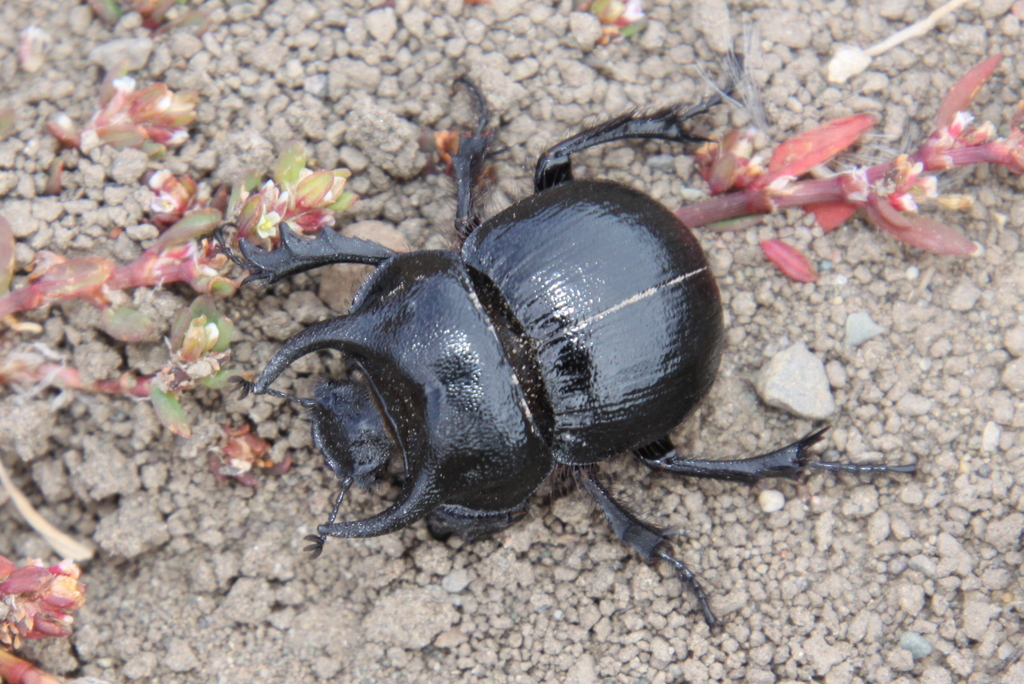 Taurocerastes patagonicus