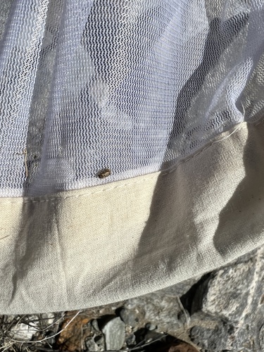 iNaturalist observation photo of Scriptured Leaf Beetles