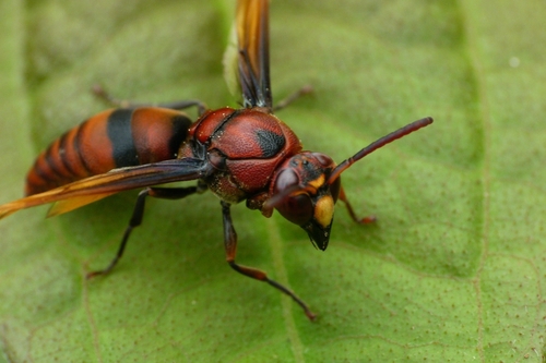 Rhynchium brunneum (Fabricius, 1793)