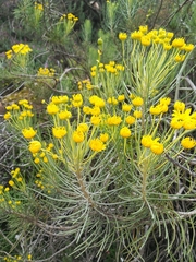 Euryops tenuissimus