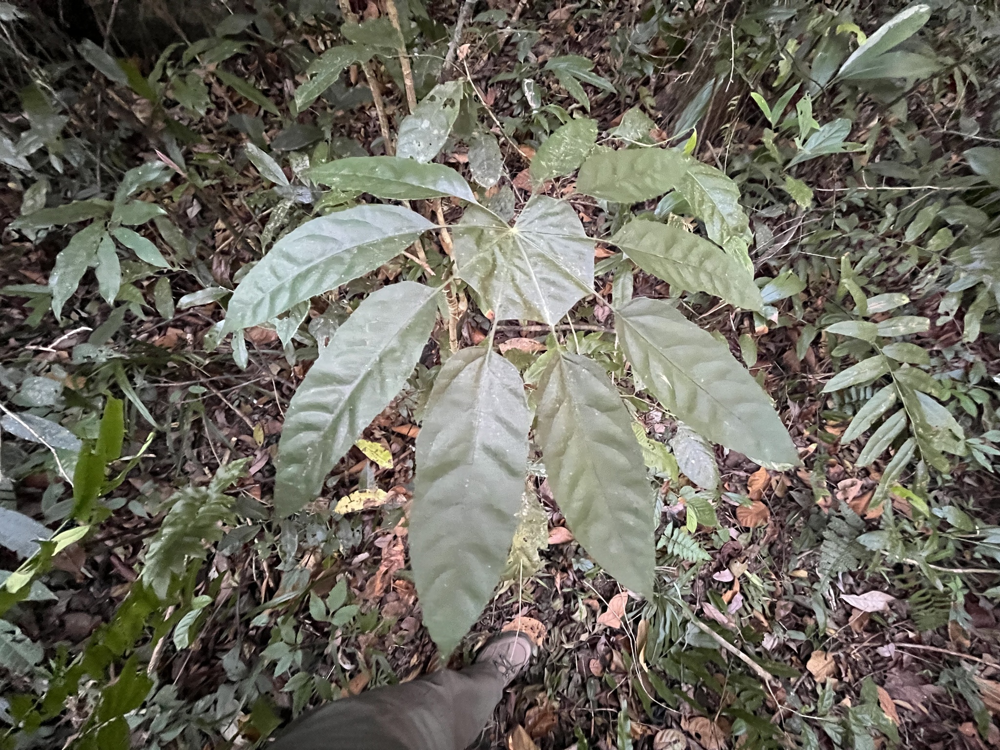 Trevesia palmata (Trevesia palmata)