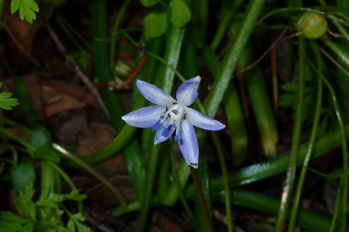 Image of Scilla morrisii by (c) Julien Renoult, some rights reserved (CC BY)