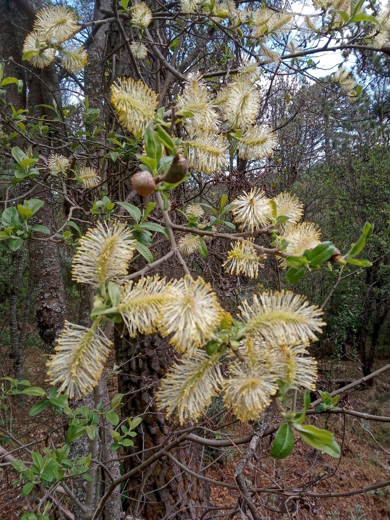 Salix paradoxa
