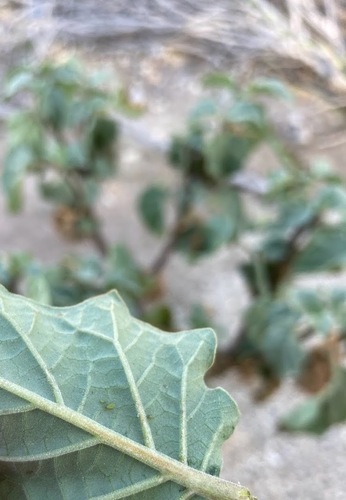 iNaturalist observation photo of Aphids