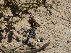 Aspidoscelis hyperythrus beldingi