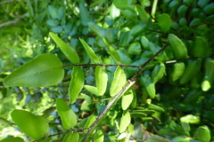 Pellaea pteroides