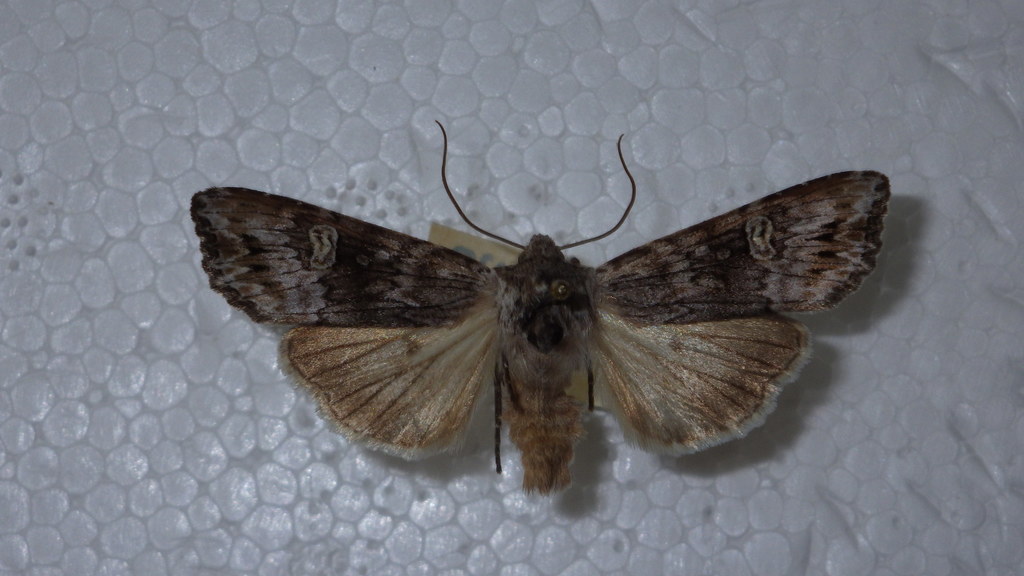 Golden-rod Brindle