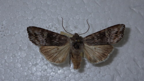 Golden-rod Brindle