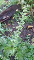 Perilla