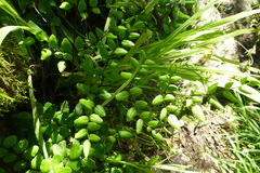 Pellaea pteroides