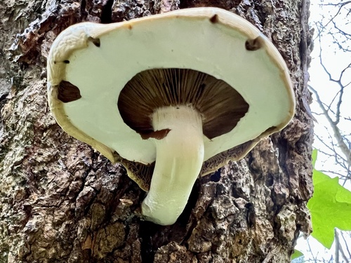 Pioppino (Black Poplar Mushroom)