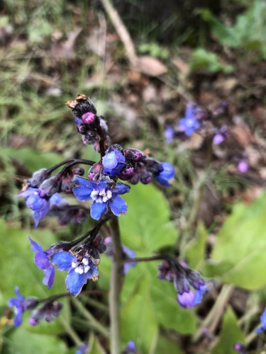 iNaturalist observation photo of Pacific hound's tongue