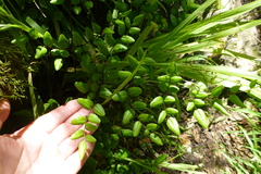 Pellaea pteroides