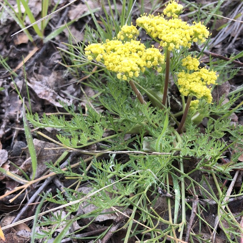 iNaturalist observation photo of Foothill desert-parsley