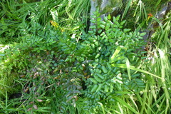 Pellaea pteroides