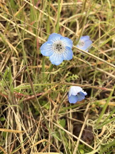 iNaturalist observation photo of Menzies' baby blue eyes