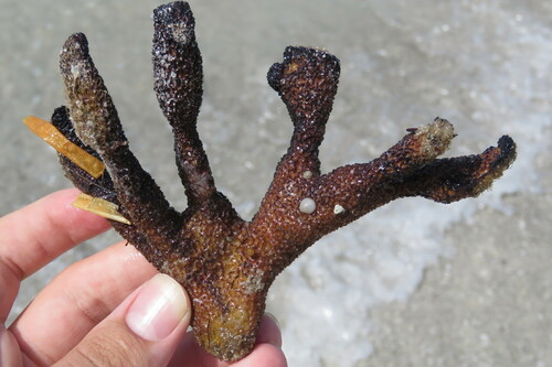 Photo of Yellow-brown rope sponge (Aplysina fulva)