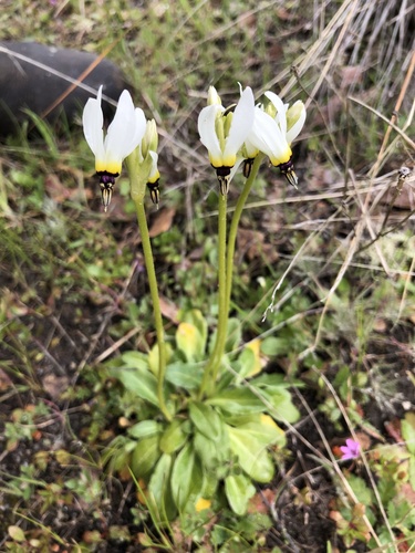 iNaturalist observation photo of Padre's Shooting Star