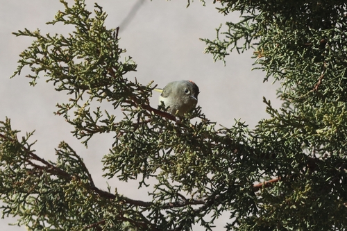 Ruby-crowned Kinglet photographed in New Mexico
