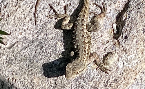 iNaturalist observation photo of Western Fence Lizard