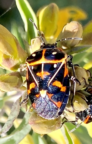iNaturalist observation photo of Harlequin Bug