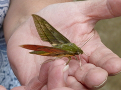 Xylophanes vagliai