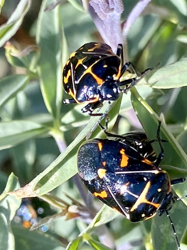 iNaturalist observation photo of Harlequin Bug