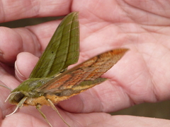Xylophanes vagliai