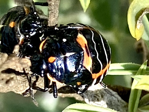 iNaturalist observation photo of Harlequin Bug
