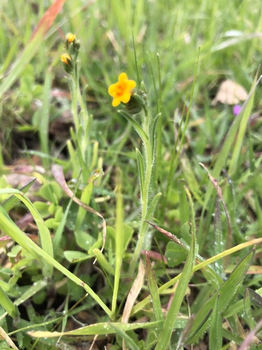 iNaturalist observation photo of Fiddlenecks