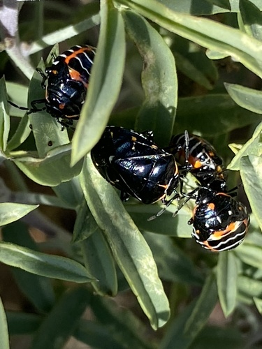 iNaturalist observation photo of Harlequin Bug