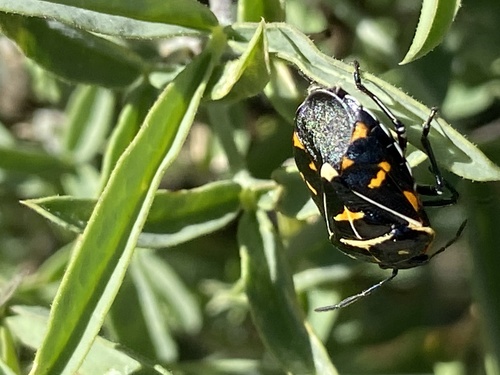 iNaturalist observation photo of Harlequin Bug