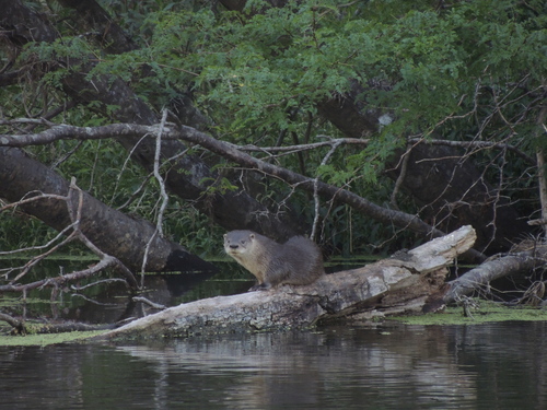 オナガカワウソ