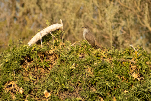 Ash-colored Cuckoo (Coccycua cinerea), photo 7