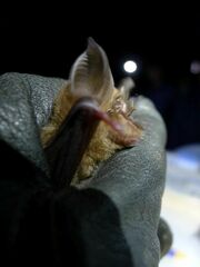 Guinean Horseshoe Bat photo 3