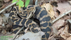 Gloydius intermedius