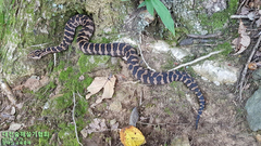 Gloydius intermedius