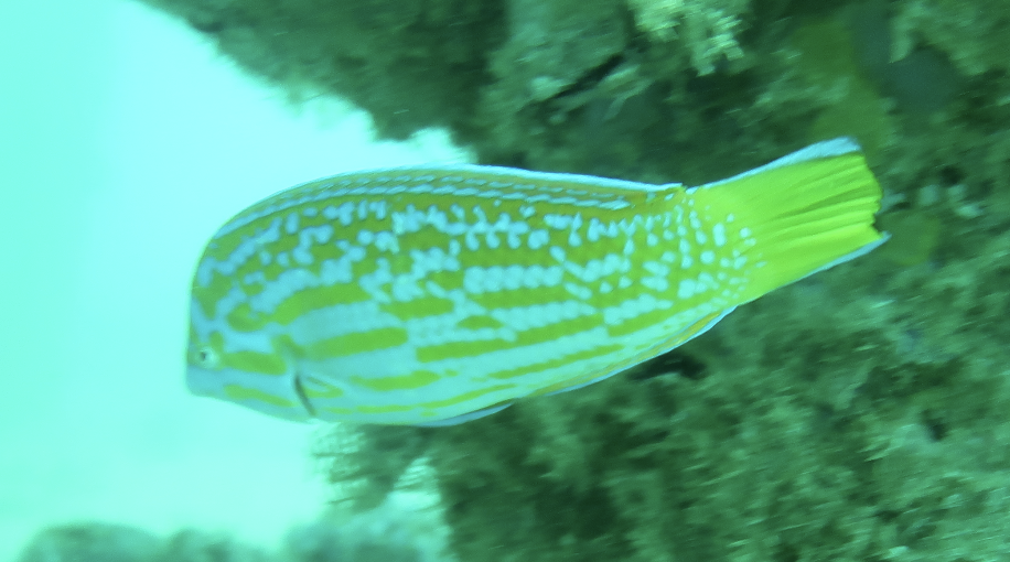 Blue and Yellow Wrasse photo 6