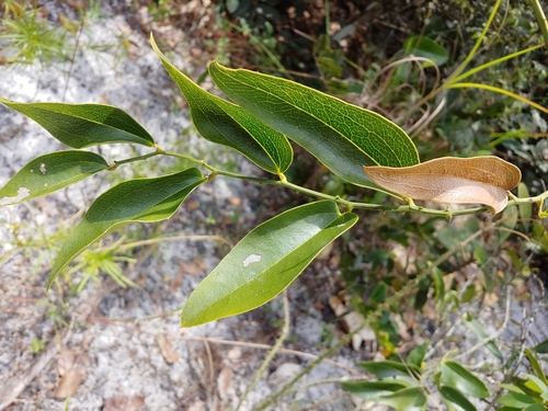Everglades greenbrier (Smilax coriacea)
