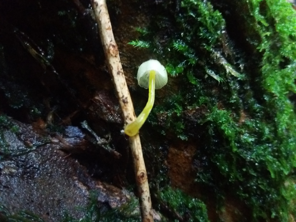 Mycena epipterygia · May 2020 · photo: © cat_delmar (iNaturalist, CC)