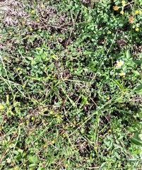 Tribulus cistoides