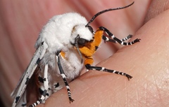 Salt Marsh Moth
