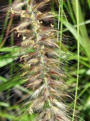 Cenchrus setaceus, recorded fruiting